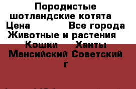 Породистые шотландские котята. › Цена ­ 5 000 - Все города Животные и растения » Кошки   . Ханты-Мансийский,Советский г.